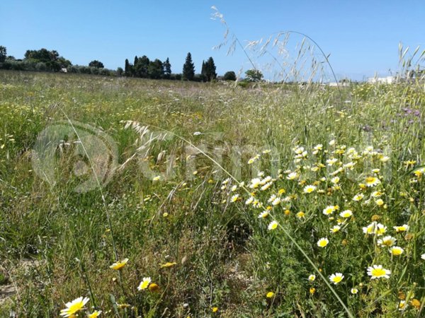 terreno agricolo in vendita ad Ugento