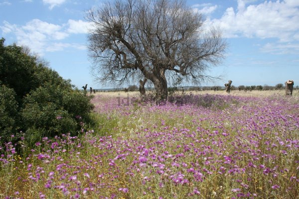 terreno in vendita ad Ugento
