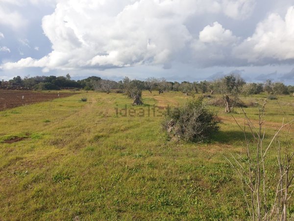 terreno agricolo in vendita ad Ugento