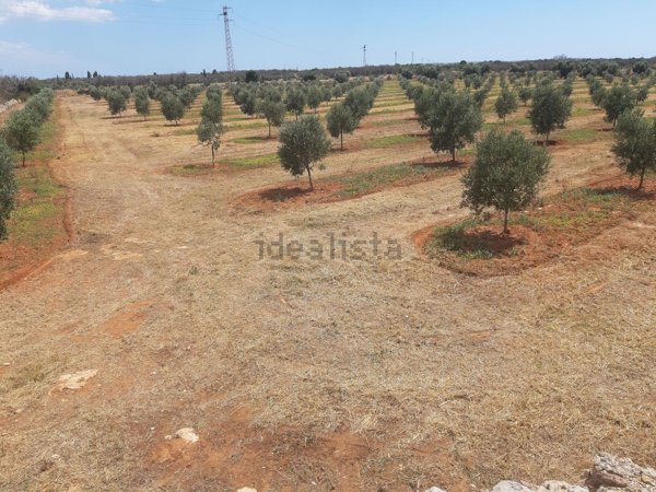 terreno agricolo in vendita ad Ugento
