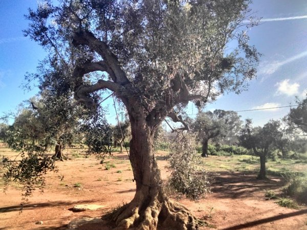 terreno agricolo in vendita ad Ugento