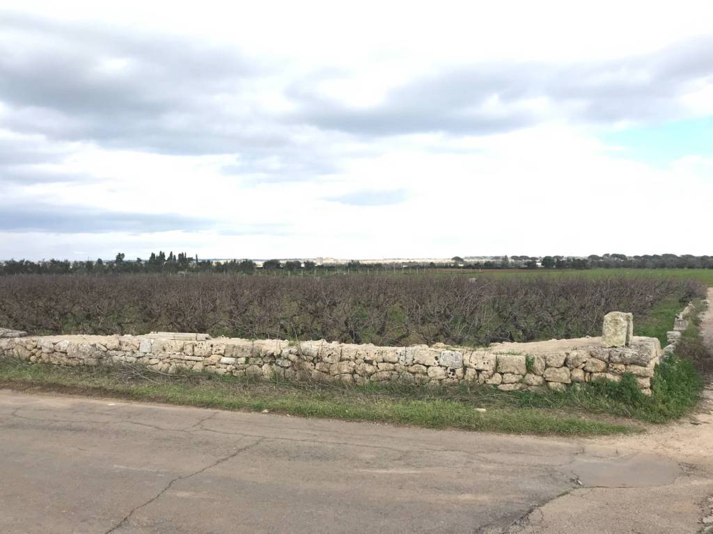terreno agricolo in vendita ad Ugento