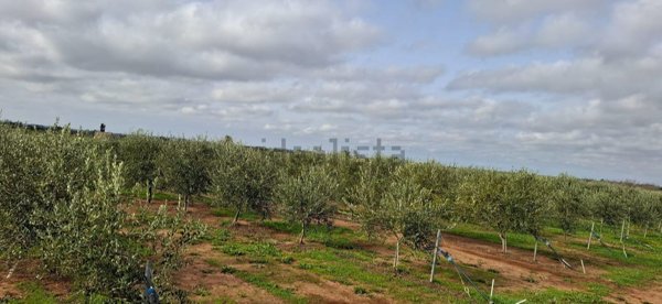 terreno agricolo in vendita ad Ugento
