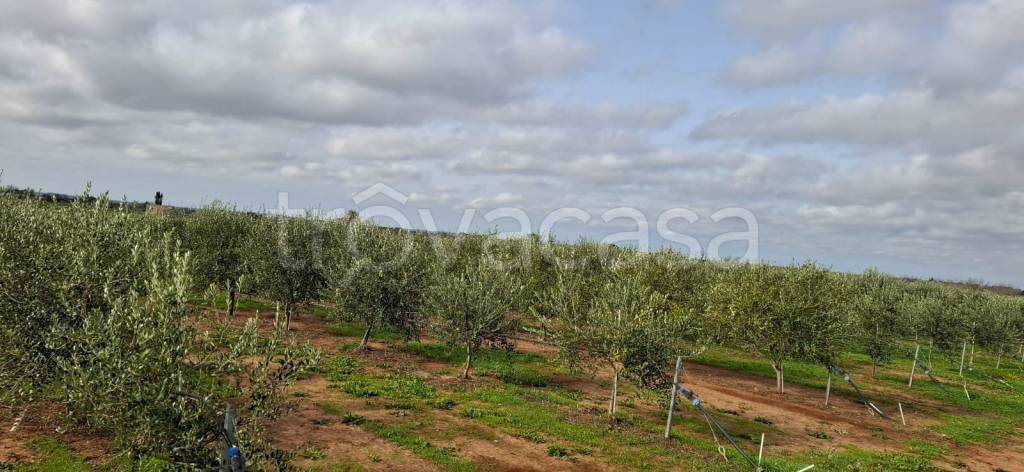 terreno agricolo in vendita ad Ugento