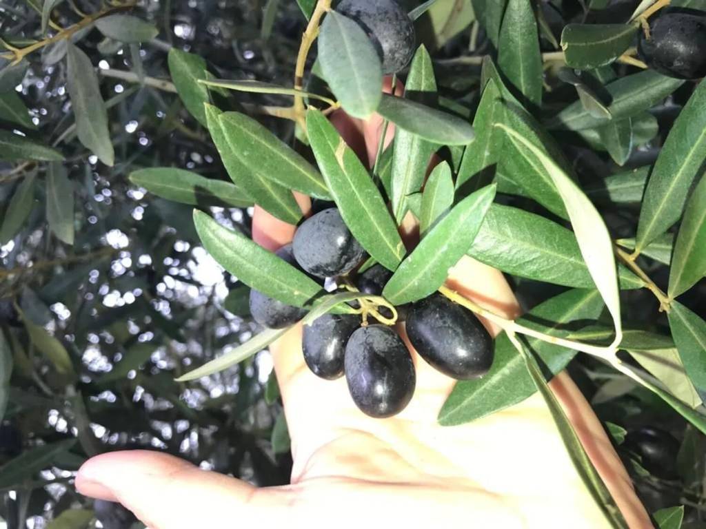 terreno agricolo in vendita ad Ugento in zona Gemini