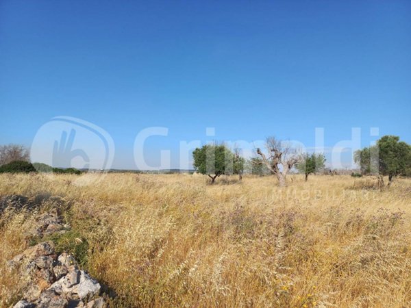 terreno agricolo in vendita ad Ugento