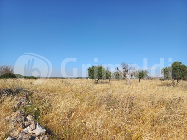 terreno agricolo in vendita ad Ugento