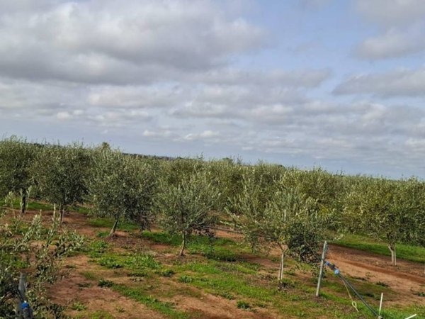 terreno agricolo in vendita ad Ugento