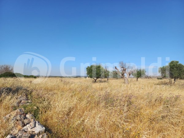 terreno agricolo in vendita ad Ugento