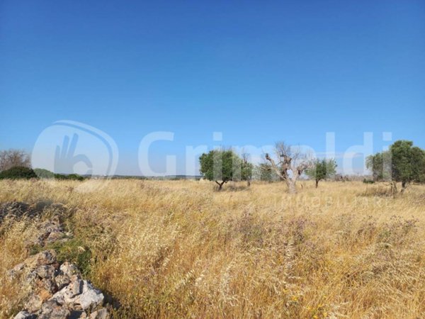 terreno agricolo in vendita ad Ugento
