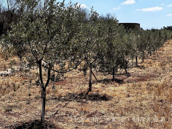 terreno in vendita ad Ugento