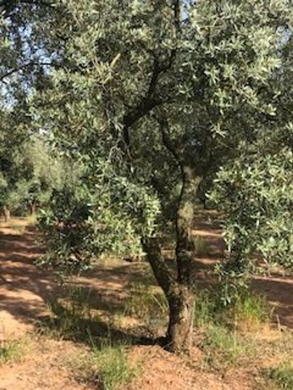 terreno in vendita ad Ugento