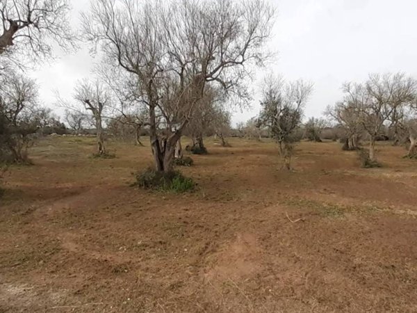 terreno agricolo in vendita ad Uggiano la Chiesa