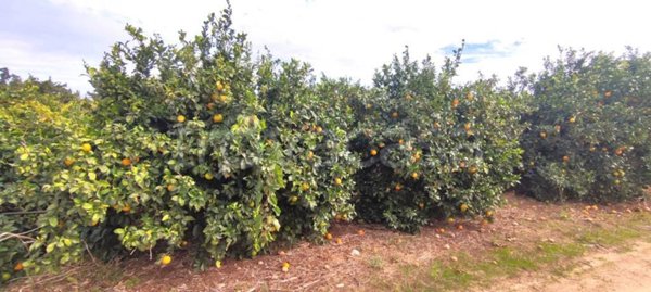 terreno agricolo in vendita a Veglie