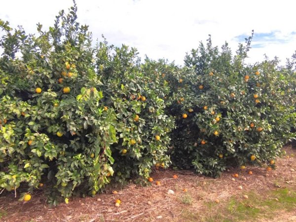 terreno agricolo in vendita a Veglie