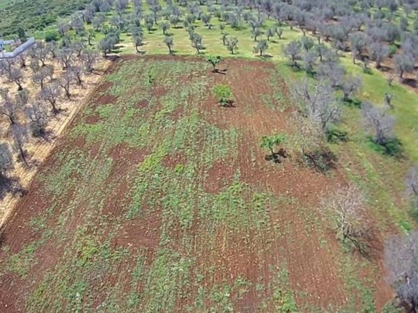 terreno agricolo in vendita a Veglie