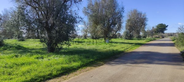 terreno agricolo in vendita a Veglie