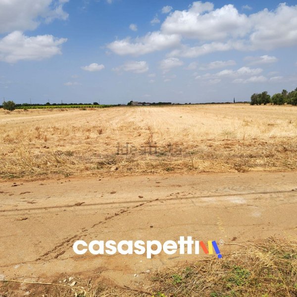 terreno agricolo in vendita a Veglie