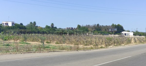 terreno agricolo in vendita a Veglie