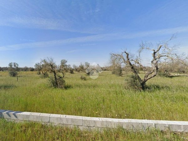 terreno agricolo in vendita a Vernole in zona Pisignano