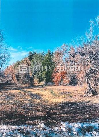 terreno agricolo in vendita a Vernole