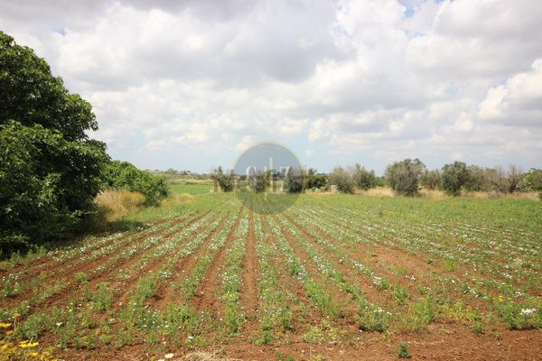 bivano in vendita a Zollino