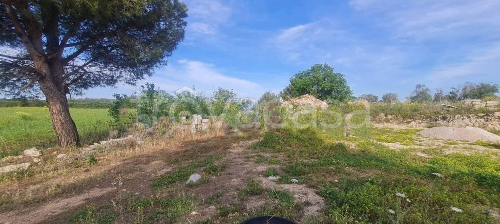 terreno agricolo in vendita a Zollino