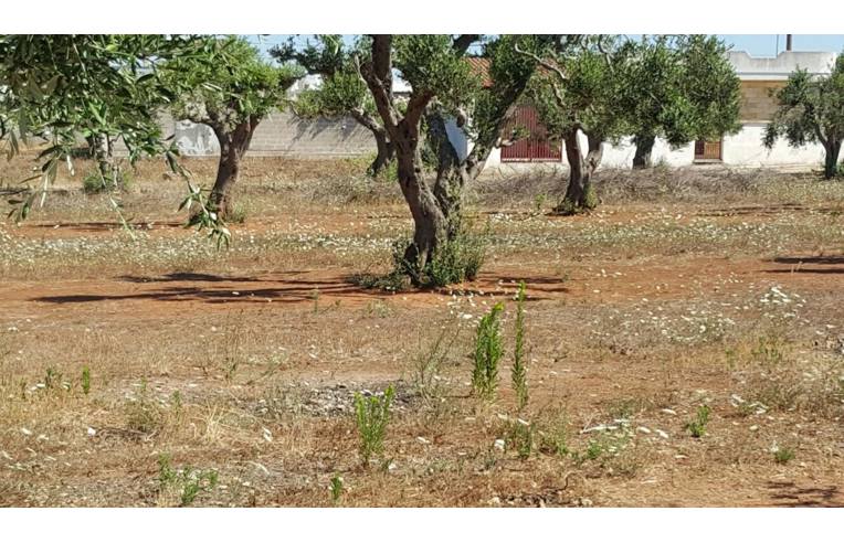 terreno agricolo in vendita a Porto Cesareo in zona Torre Lapillo