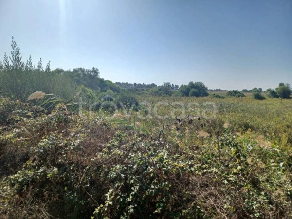 terreno agricolo in vendita a Porto Cesareo