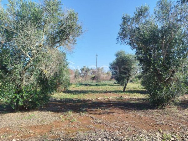 terreno agricolo in vendita a Porto Cesareo