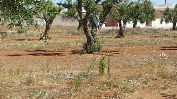 terreno agricolo in vendita a Porto Cesareo