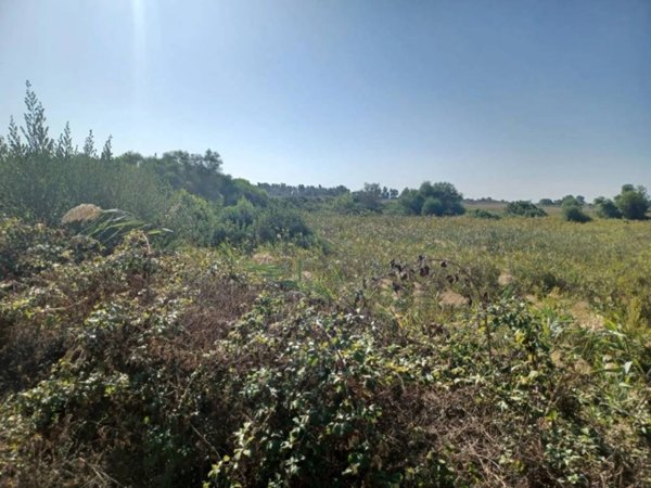 terreno agricolo in vendita a Porto Cesareo