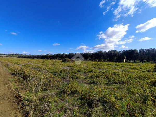 terreno agricolo in vendita a Porto Cesareo in zona Torre Lapillo