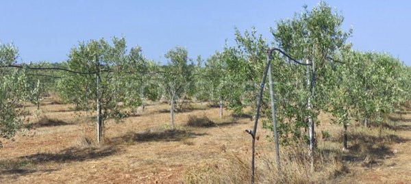 terreno in vendita a Porto Cesareo
