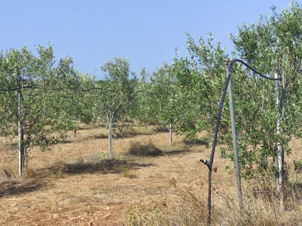 terreno in vendita a Porto Cesareo