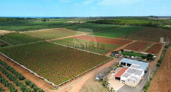 casa indipendente in vendita a Presicce-Acquarica in zona Presicce