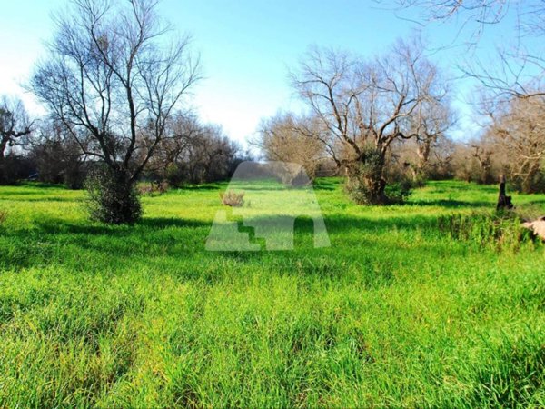 terreno agricolo in vendita a Presicce-Acquarica in zona Presicce