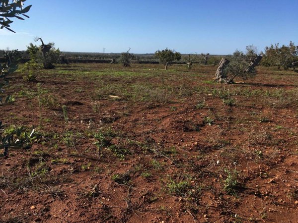 casa indipendente in vendita a Presicce-Acquarica