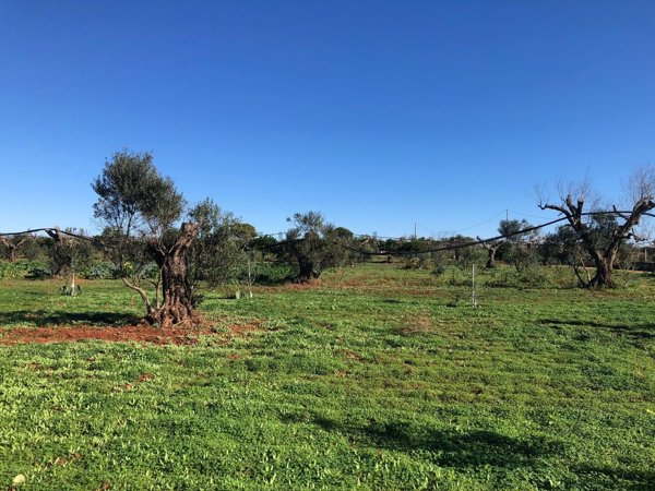 terreno agricolo in vendita a Presicce-Acquarica