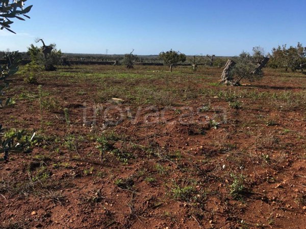 terreno agricolo in vendita a Presicce-Acquarica