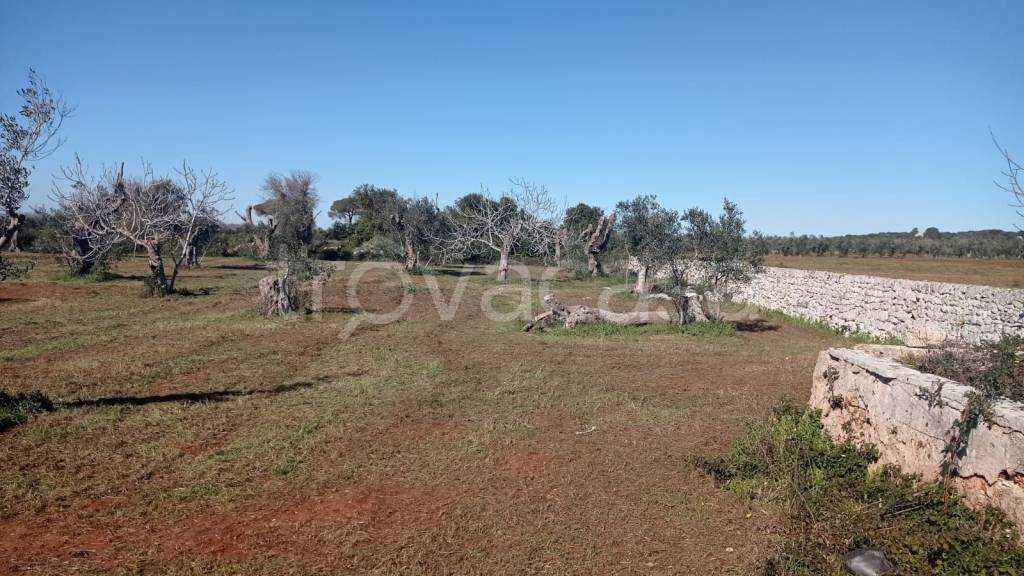 terreno agricolo in vendita a Presicce-Acquarica