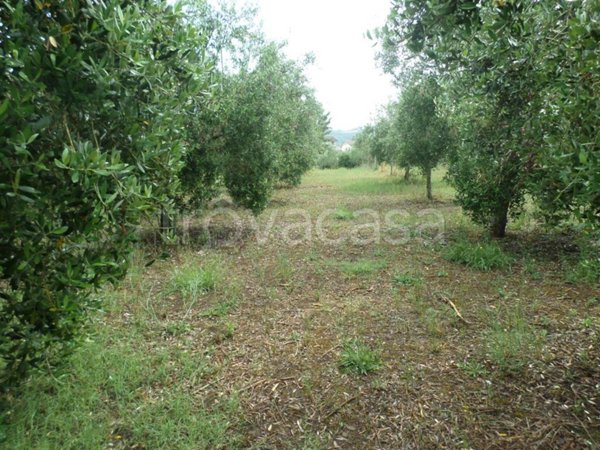 terreno agricolo in vendita a Baragiano in zona Baragiano Scalo