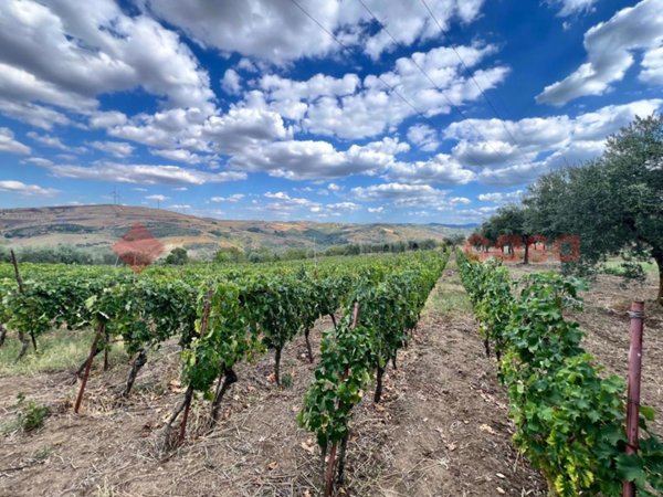 terreno agricolo in vendita a Barile