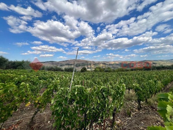 terreno agricolo in vendita a Barile
