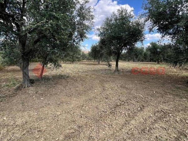 terreno agricolo in vendita a Barile