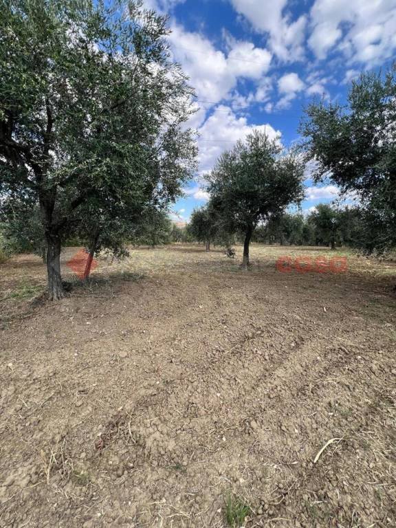 terreno agricolo in vendita a Barile