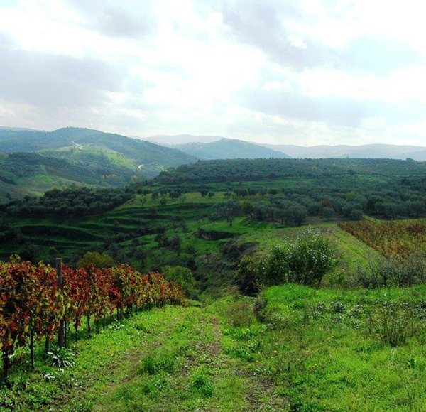 terreno agricolo in vendita a Barile