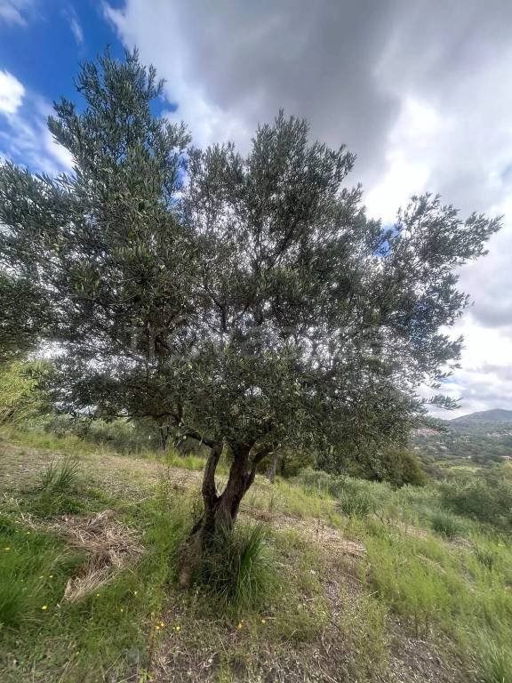 terreno agricolo in vendita a Lauria