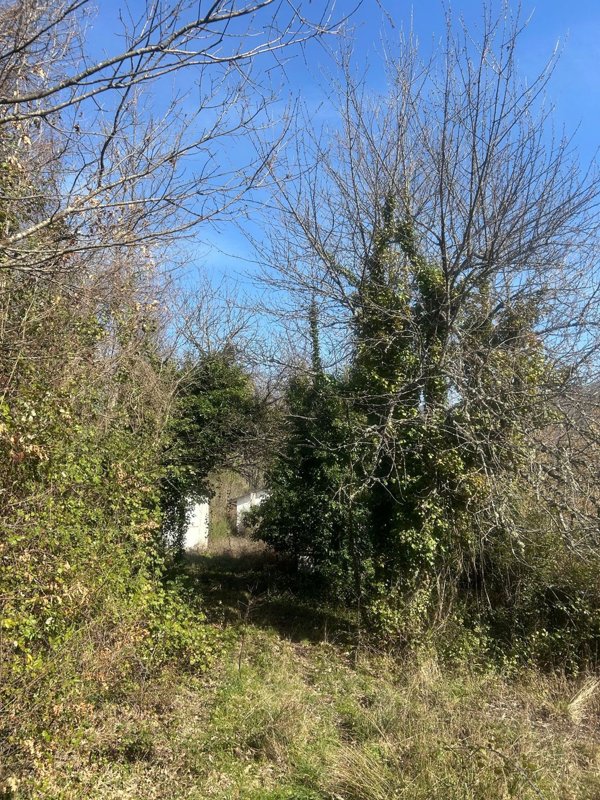 esavano in vendita a Lauria