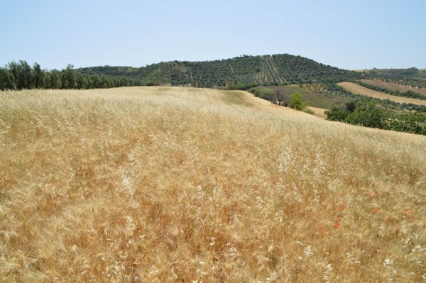 terreno agricolo in vendita a Lavello